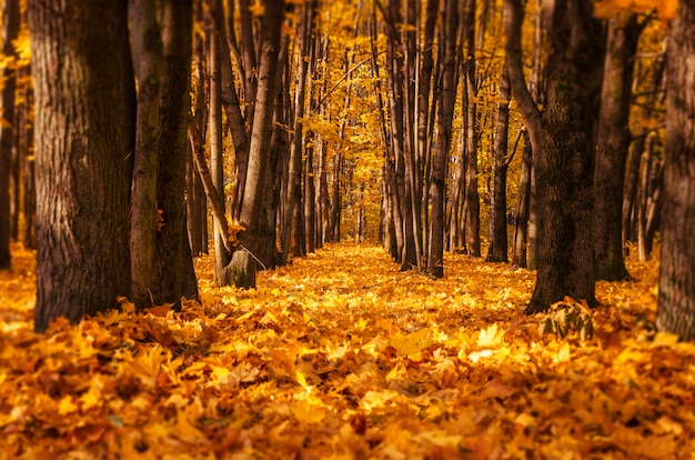 Mooi herfst park