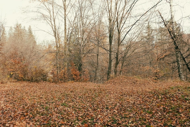 Mooi herfstbos