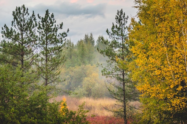 Mooi herfstbos