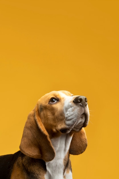 Foto mooi huisdierenportret van hond