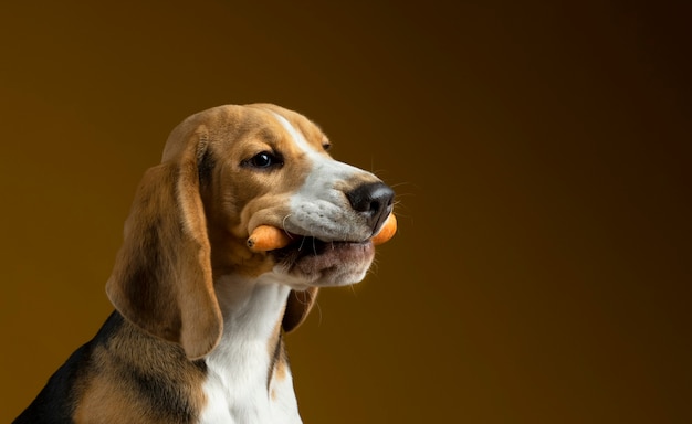 Foto mooi huisdierenportret van hond