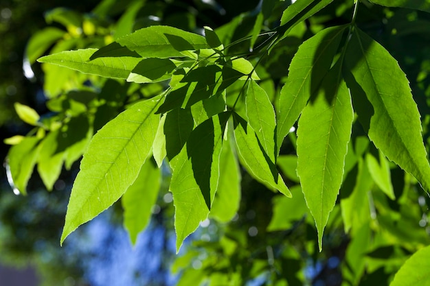 Mooi jong blad van groene bomenblad van een boom in het zomer- of lenteseizoen