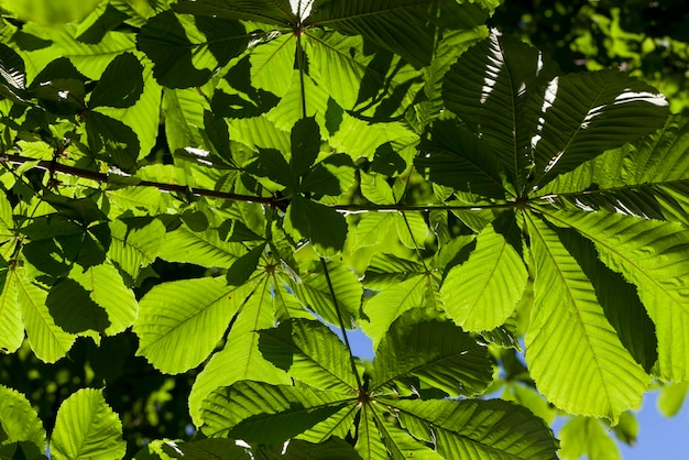 Mooi jong gebladerte van groene bomen