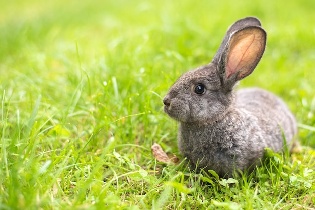 Mooi jong klein konijn op het groene gras in de zomerdag