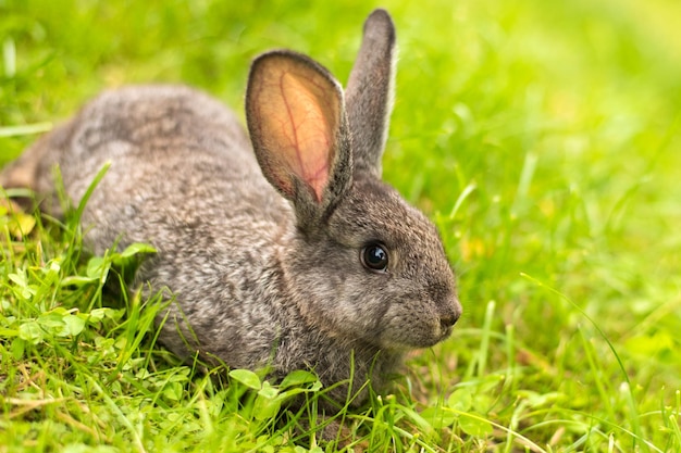 Mooi jong klein konijn op het groene gras in de zomerdag