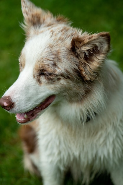 Mooi jong portret van de rode merle Border collie