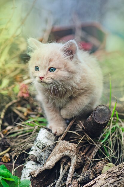 Mooi katjesportret in groen gras in aard. Kitten zitten in bloemen