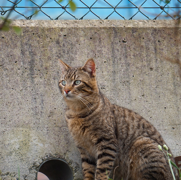 mooi kattenportret in de straat