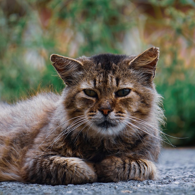 Mooi kattenportret, kat die naar de camera kijkt