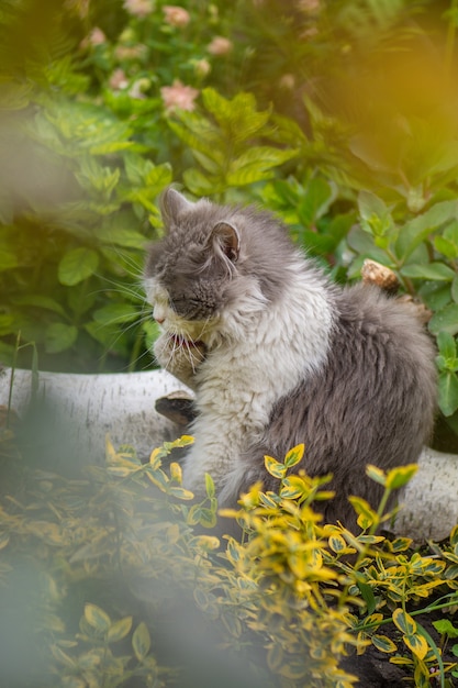 Mooi kattenportret ontspant en likt de voet om te reinigen