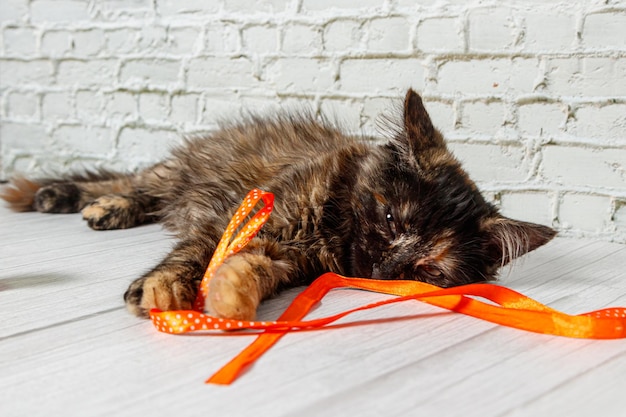 Mooi klein kattenmeisje op een achtergrond van een bakstenen muur