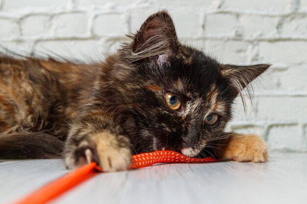 Mooi klein kattenmeisje op een achtergrond van een bakstenen muur