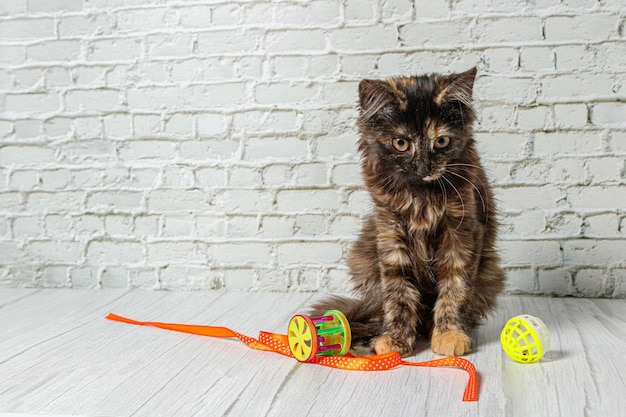 Mooi klein kattenmeisje op een achtergrond van een bakstenen muur