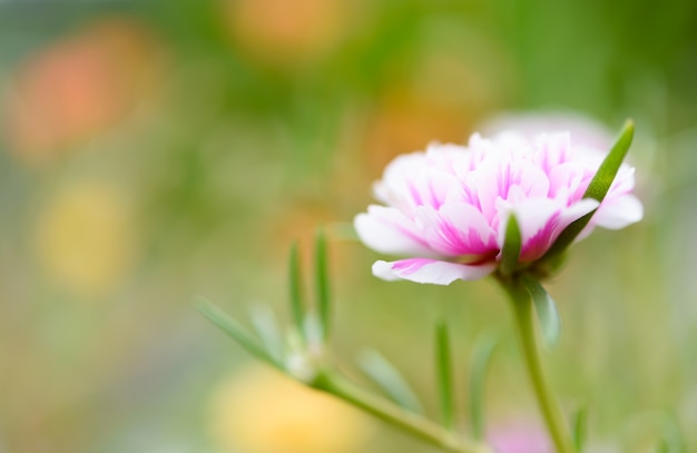 Mooi klein roze bloemveld met zachte pastelkleurachtergrond in zonnige dag