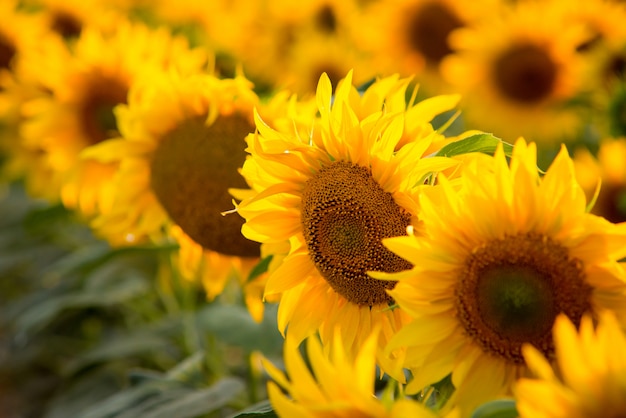 Mooi kleurrijk dicht omhooggaand beeld van zonnebloemen die in rijen op het gebied groeien die zon in de loop van de dag volgen