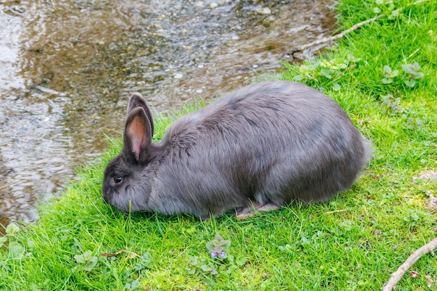 Mooi konijn zit in het groene gras op een gazon