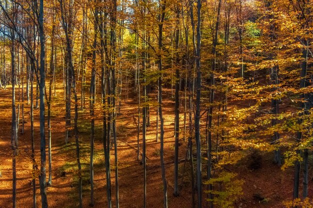 Foto mooi landschap in de bergen heldere herfst bos zonnige dag