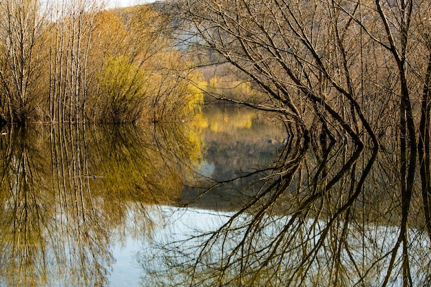 Mooi landschap met drie en rivier in Europa