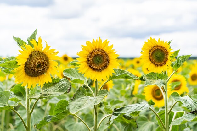 Mooi landschap met gele zonnebloemen. Zonnebloemveld, landbouw, oogstconcept.