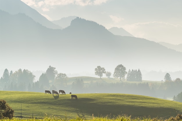 Mooi landschap met koeien die in de wei weiden