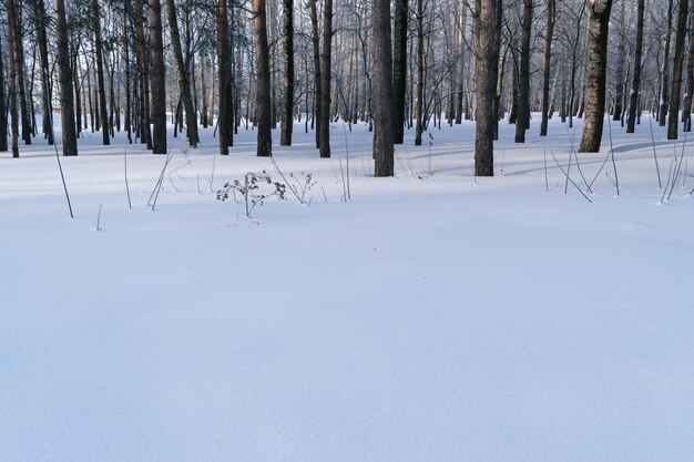 Mooi landschap van blauwe sneeuw in Winter Forest