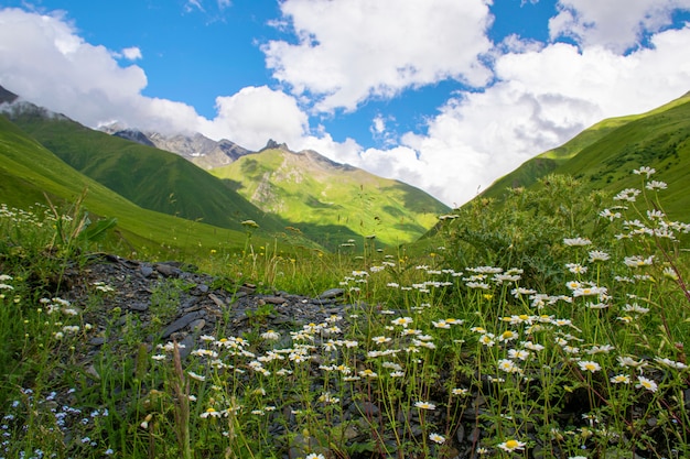 Mooi landschap van de zomer bergdal