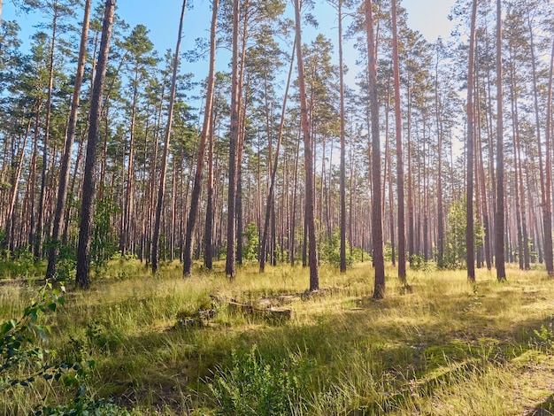 Mooi landschap van dennenbos in zomerdag.