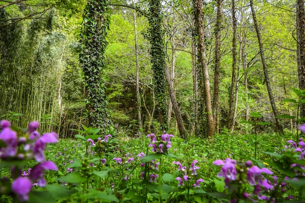 Mooi landschap van een bos met purpere bloemen