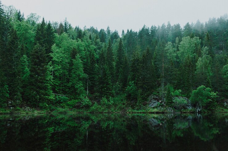 Foto mooi landschap van een groen bos