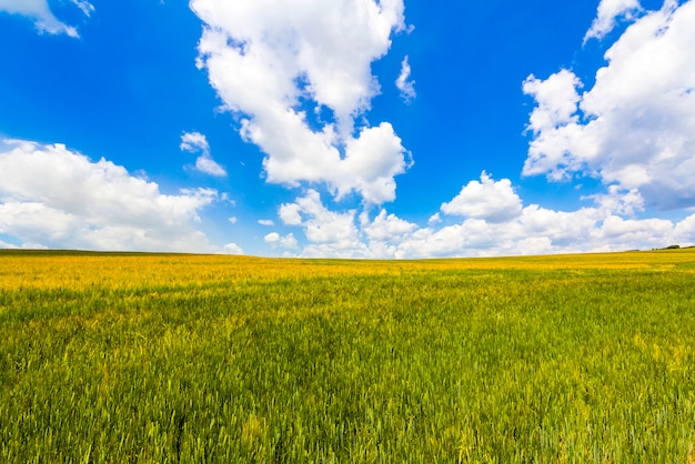 Mooi landschap van groene biologische jonge cornfield