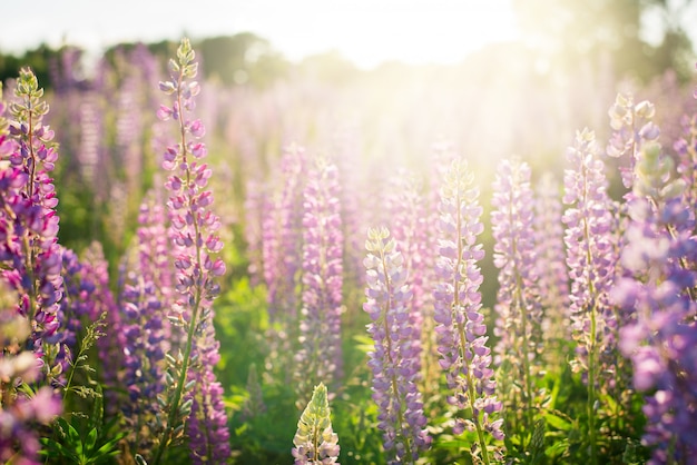 Mooi landschap van lupine, lupinebloemen op gebied tegen het plaatsen van zon in de zomer