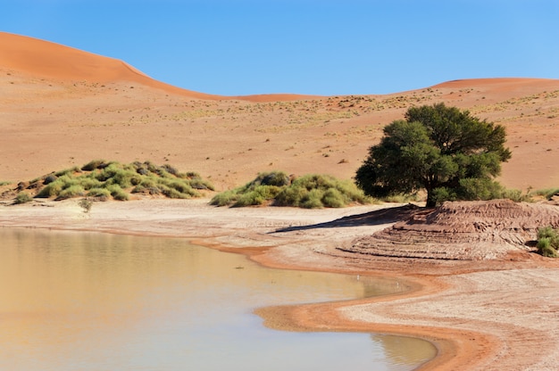 Mooi landschap van namib woestijnduinen, meer en boom. sossusvlei, namibië, zuid-afrika