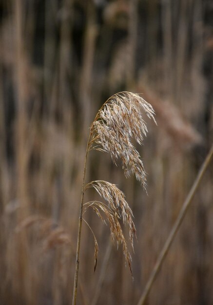 Mooi lang gras met tarwezaden in de wind.