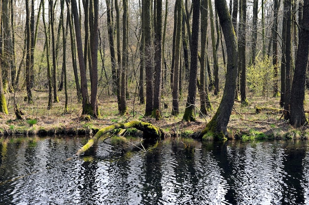 Mooi lente landschap met bomen en bos rivier