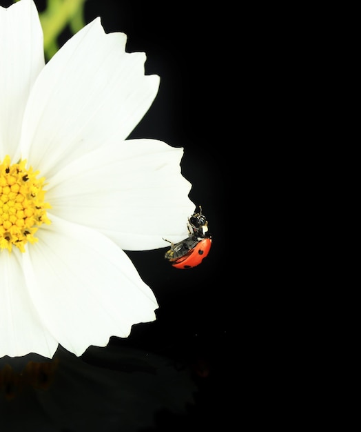 Foto mooi lieveheersbeestje op bloem op zwarte achtergrond