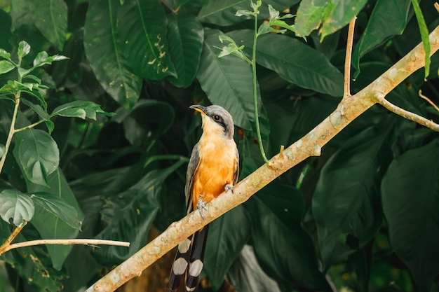 Mooi mangrove koekoek vogelportret van natuurreservaat in humacao puerto rico