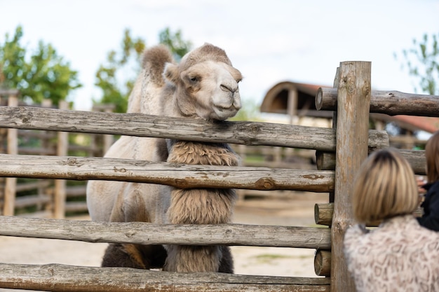 Mooi meisje gehurkt kameel voederen in een volière in de dierentuin