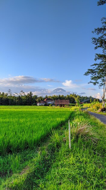 MOOI MENING VAN INDONESISCHE PADIJSVELDEN