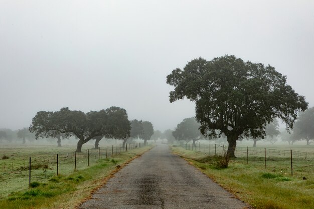 Mooi mistig landschap in de winter