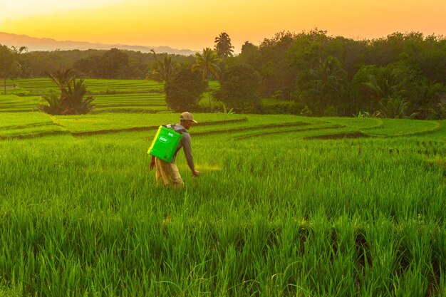 Foto mooi ochtend uitzicht indonesië panorama landschap rijstvelden met schoonheid kleur en hemel natuurlijk licht