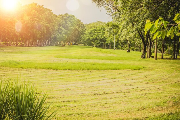 Mooi ochtendlicht in openbaar park met groen grasveld en groene verse boomplant