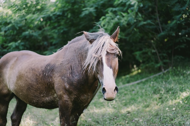 Mooi oud paard dat loopt en staat in hoog gras Portret van een paard