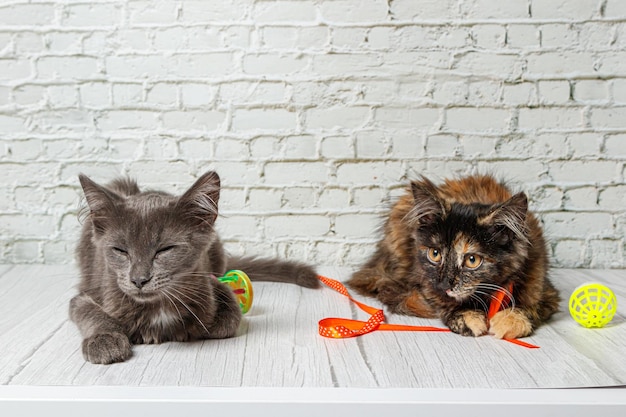 Mooi paar grijze kattenjongen en meisje op een bakstenen muurachtergrond