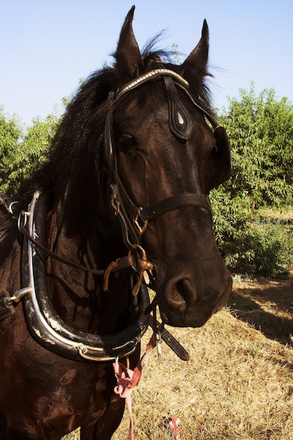 Mooi paard buiten zomerdag