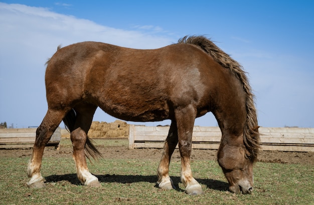 Mooi paard grazen op een zonnige dag in het veld