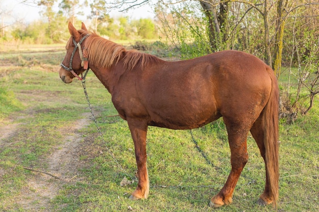 Mooi paard grazend in een weiland Portret van een bruin paard