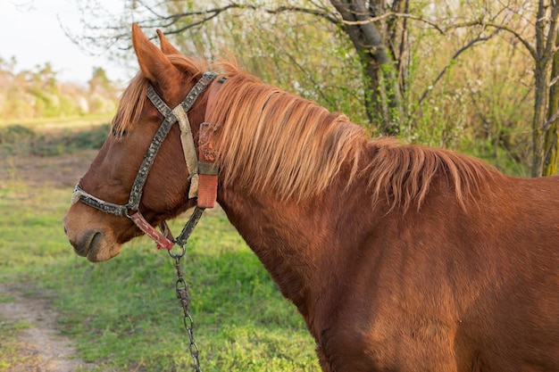 Mooi paard grazend in een weiland Portret van een bruin paard