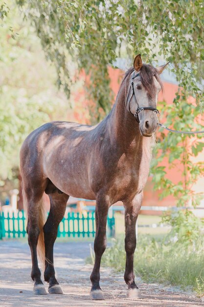 Mooi paard in de zomerachtergrond