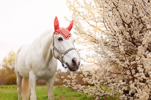 Mooi paard in een decoratieve hoed eet gras op een weide