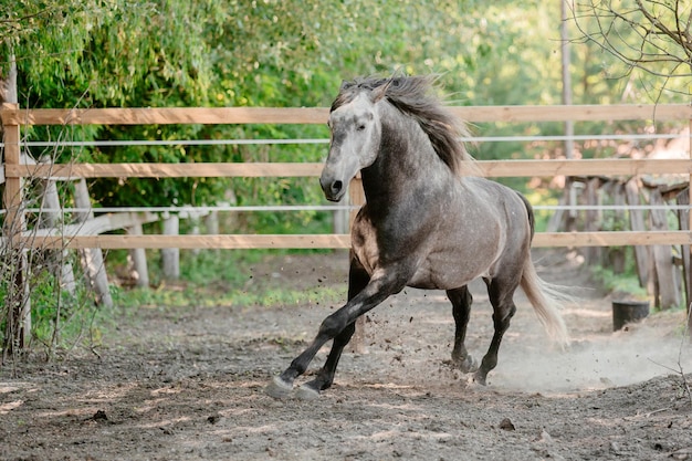 Mooi paardenportret in beweging in de hengst. Paarden. Platteland. Ruiter